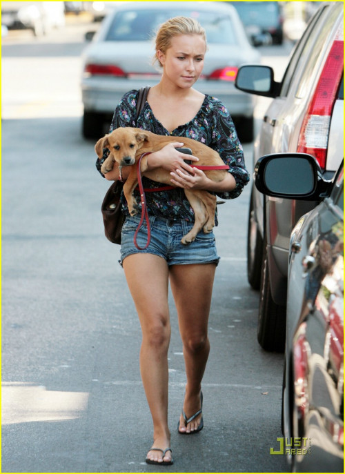 #3545898 EXCLUSIVE... Hayden Panettiere and her new puppy go out for some air on Melrose in Los Ange